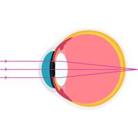 FRAMSYNT akademisk diagram strukturera anatomi vektor