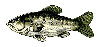 das entdeckt Bass Fisch Seite Illustration Vektor