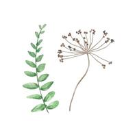 Aquarell Wildblumen, zart botanisch Illustration vektor