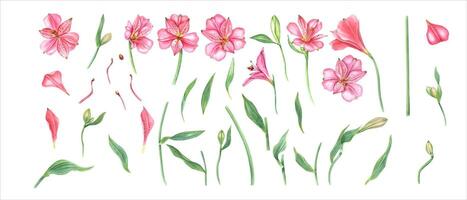 rosa alstroemeria blommor. blommig uppsättning med blomma huvud, knopp, blad. botanisk illustration. vattenfärg målning. alstromeria mall. för design, inbjudningar. vektor