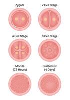 Zygote Zelle Bühne Wissenschaft Design Vektor Illustration Diagramm