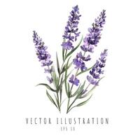 lavendel- vattenfärg stil isolerat på vit bakgrund. vektor illustration