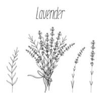 Lavendel Blumen Satz, Vektor Blumen- Hand gezeichnet bündeln isoliert Elemente zum Design auf Weiß Hintergrund