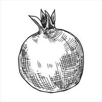 Granatapfel, Vektor Zeichnung im skizzieren Stil. Hand Zeichnung, Gravur