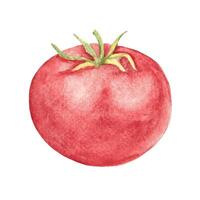 Tomate Hand gezeichnet botanisch Aquarell Illustration. Jahrgang Stil. vektor