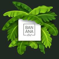 Banane Blätter Banner, Grün tropisch Blatt, realistisch und aussehen frisch, Vektor Illustration