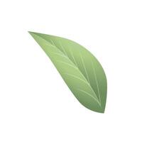 Vektor realistisch tropisch Pflanzen Grün Blatt Design