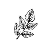 florale Doodle-Blätter, auf weißem Hintergrund isolieren vektor