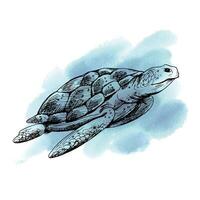 en blå och korall sköldpadda simmar mot en bakgrund av blå och turkos fläckar. hav djur, under vattnet värld, skaldjur. grafisk illustration hand dragen i svart bläck. sammansättning eps vektor. vektor