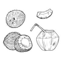 Vektor Kokosnuss Hand gezeichnet skizzieren. Vektor tropisch Essen Illustration. Jahrgang Stil. das Beste zum Design Logo, Speisekarte, Etikett, Symbol, Briefmarke.