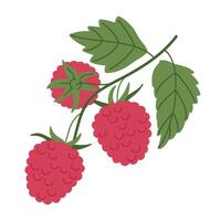Himbeere Ast. frisch essbar rot Beeren zum gesund Ernährung, Hand gezeichnet saftig Wald Beeren eben Vektor Illustration. köstlich Himbeeren auf Zweig