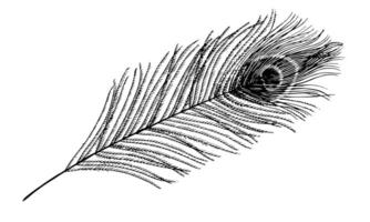 påfågel fjäder vektor. svart linje konst teckning av påfågel fågel gåspenna. översikt illustration av plym. hand dragen årgång ClipArt. linjär skiss för tatuering eller grafik. grafisk element för design vektor