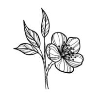 linje konst av körsbär blomma på vit bakgrund vektor