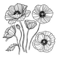 uppsättning av hand dragen vallmo blommor. översikt vektor illustration.