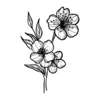 Linie Kunst Vektor Illustration von Sakura Blume auf Weiß Hintergrund