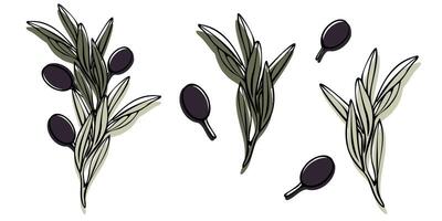 vektor oliv träd gren med löv och oliver frukt. hand målad översikt blommig illustration med Färg bakgrund för logotyp, paket design, hälsningar, tapeter, skriva ut, tyg