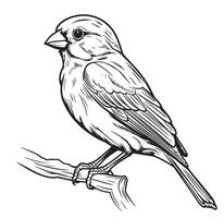 svartvit skiss av en kanariefågel som sitter på en gren vektor