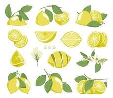 citron- skivor. citrus- frukt med juice och skal, organisk naturlig vitamin c Ingredienser, färsk gul frukt bitar för matlagning. vektor isolerat uppsättning