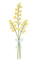 Strauß mit Gelb Mimose Blumen und Stiele. zart Zweige Bündel, gebunden mit Schleife. Wiese krautig Pflanzen zum Design Projekte. Vektor Illustration