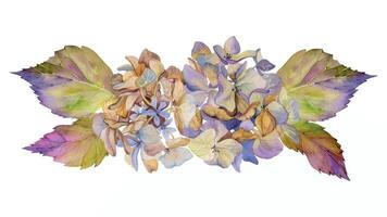 hand dragen vattenfärg illustration sjaskig boho botanisk blommor löv. hortensia hortensia lila vissnade blomställning stjälkar. sammansättning isolerat på vit bakgrund. design bröllop, kärlek kort vektor