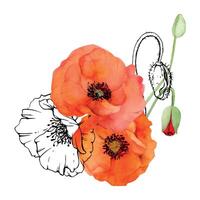 Hand gezeichnet Aquarell botanisch Illustration Blumen Blätter. rot Mohn Papaver, Stängel Knospen Samenkapseln. Feld Strauß isoliert auf Weiß Hintergrund. Design Hochzeit, Liebe Karten, Erinnerung Tag Schreibwaren vektor