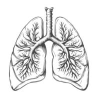 årgång skiss stil mänsklig lungorna. hand dragen lungor i gravyr stil. anatomisk illustration av mänsklig organ. isolerat svart och vit vektor lungor