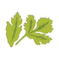 vektor koriander grön lummig grönsaker för friska matlagning