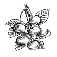 körsbär gren med frukter, hand dragen svart och vit grafisk vektor illustration. isolerat på en vit bakgrund. design element för förpackning, tryckt Produkter. för baner, meny, textil- och affisch