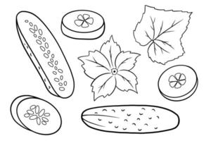 gurk set. färsk gurka, klyftor, en halv gurka, blomma och blad. vektor
