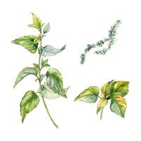 Stengel von Nessel im Aquarell isoliert auf Weiß. Illustration von das Kräuter- Pflanze Urtikaria dioica. stechend Pflanze mit Grün Blätter, Saat Hand gezeichnet. Element zum Etikett, Verpackung, Apotheker. vektor