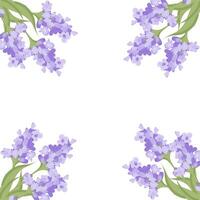 dekorativ Rahmen von Lavendel Blumen zum Ihre Design. Vektor Illustration isoliert auf Weiß Hintergrund.