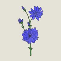 realistisk botanisk teckning av cikoria med lila blommor och knoppar växande på grön stam. elegant medicinsk örtartad blommande växt hand dragen i antik stil. naturlig vektor illustration.