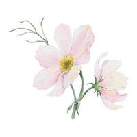 Strauß von Rosa und Weiß Cosmea Blumen. Kosmos bipinnatus. isoliert Hand gezeichnet Aquarell Illustration von Mexikaner Aster. Sommer- Blumen- Design zum Hochzeit Einladungen, Karten, Textilien, Verpackung Papier vektor