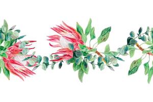 protea vattenfärg, eukalyptus gren, sömlös gräns, horisontell. vektor illustration av rosa blommor. design element för kort, bröllop inbjudningar, banderoller, etiketter, band.