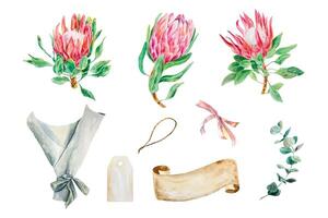 protea vattenfärg, baner för text, eukalyptus gren, uppsättning. vektor illustration av rosa blommor. design element för kort, bröllop inbjudningar, banderoller, täcker, etiketter, flygblad.