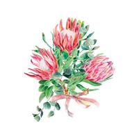 Protea Aquarell. Vektor Illustration von ein Strauß von Rosa Blumen. Design Element zum Karten, Hochzeit Einladungen, Banner, Abdeckungen, Etiketten, Plakate.