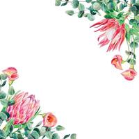 Protea Aquarell, Eukalyptus Geäst, Calla Lilien, rahmen. Vektor Illustration von Rosa Blumen. Design Element zum Karten, Hochzeit Einladungen, Banner, Abdeckungen, Etiketten, Flyer.