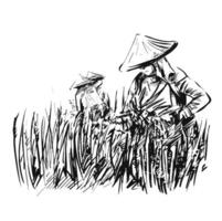 teckning av ris skörd på en plantage i vietnam vektor