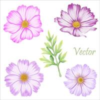 skön vattenfärg kosmos blommor - vår trädgård illustration vektor