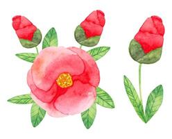 Komposition von Kamelie japonica mit rot doppelt Blumen und Blätter. botanisch Aquarell Illustration. einfach stilisiert Stil. Hand gezeichnet Kunst. einstellen von Elemente zum Karten, Einladungen. Vektor