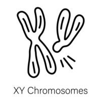 trendig xy kromosomer vektor