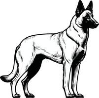 svart och vit vektor illustration av en belgisk malinois hund stående