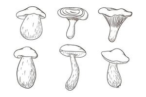 Sammlung von essbaren Waldpilzen. Champignons, Niscalo, Steinpilze, Pfifferlinge. Satz handgezeichnete Pilze für Malbuch, Logo, Aufkleber, Druck, Menüdesign und Dekoration vektor