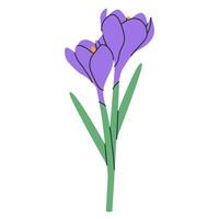 violett Krokus Blumen mit Blätter isoliert auf weiß.lila Safran Krokus Sativus Hand gezeichnet Blumen.Heilung Kräuter zum Design natürlich Kosmetika, Aromatherapie, Medizin, Druck.Vektor Illustration eps 10 vektor