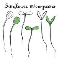 Sonnenblume Microgreens Vektor Hand gezeichnet Illustration. Kontur und Grün Pflanze. Sprossen von Sonnenblume Pflanze. einstellen zum Design Speisekarte, Logo, Verpackung von richtig Ernährung, Mikroelemente, gesund Lebensstil