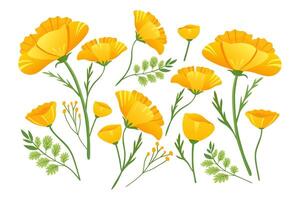 Gelb Blumen von echscholtzia. Kalifornien golden Mohn. Sammlung von Gelb Frühling Blumen. Kalifornien Mohn. Vektor Illustration.