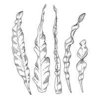 tång vektor linje konst. översikt uppsättning av alg. hand dragen svart och vit grafisk ClipArt. linjär teckning på isolerat bakgrund. under vatten växter illustration. hav ogräs på de botten skiss