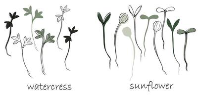 Brunnenkresse und Sonnenblume Sprossen, Microgreens Vektor Hand gezeichnet Illustration. Kontur und Grün Pflanze. einstellen zum Design Speisekarte, Logo, Verpackung von richtig Ernährung, Mikroelemente, gesund Lebensstil