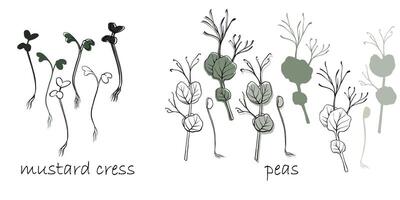 Senf Kresse und Erbsen Sprossen, Microgreens Vektor Hand gezeichnet Illustration. Kontur und Grün Pflanze. einstellen zum Design Speisekarte, Logo, Verpackung von richtig Ernährung, Mikroelemente, gesund Lebensstil