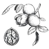 valnötter är hand ritade. vektor illustration i gravyr Metod. en gren med frukt i en skal, löv. linjär bläck teckning. ingrediens för de italiensk likör nocino.